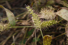 Setaria verticillata